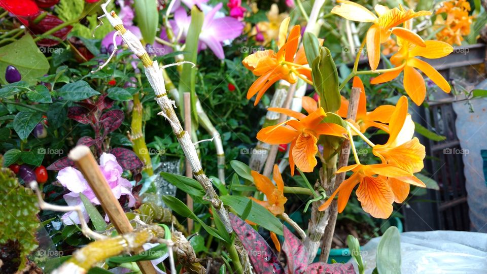 Jardinagem maravilhosa! Cores naturais.