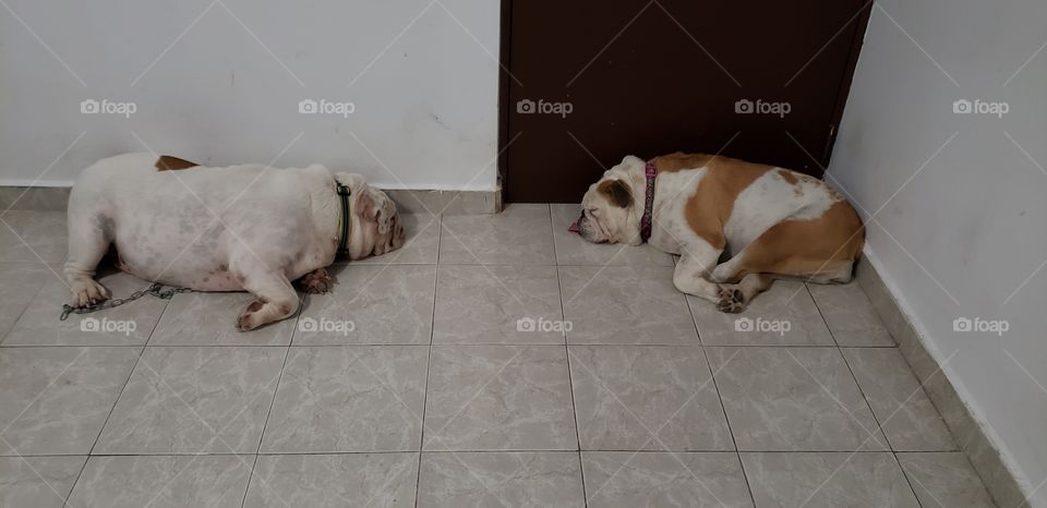 sleeping bullies