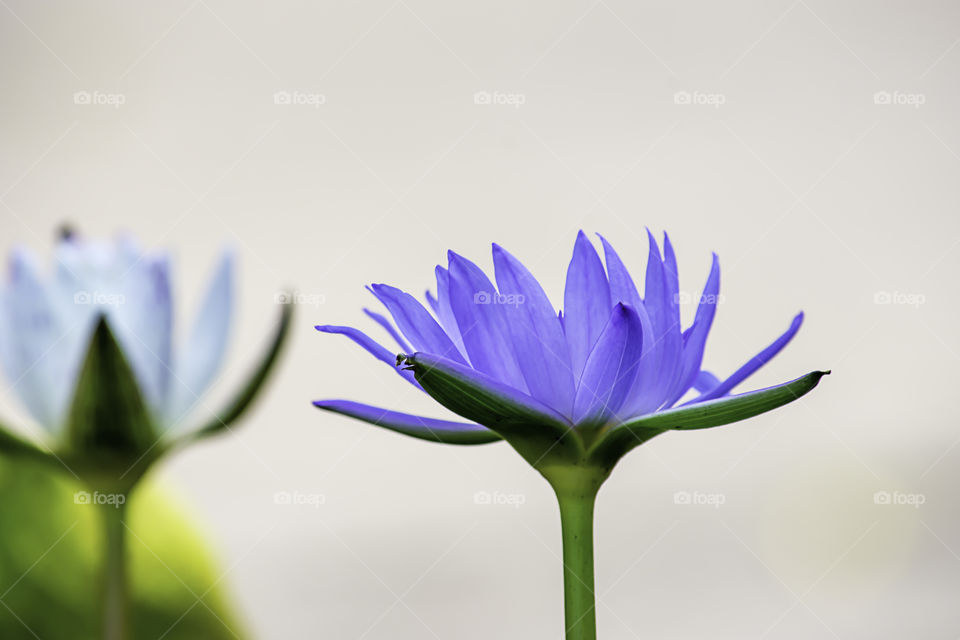 Purple Lotus flowers  Background leaves green