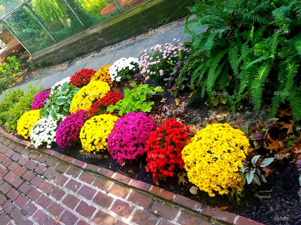 colourful plants mums