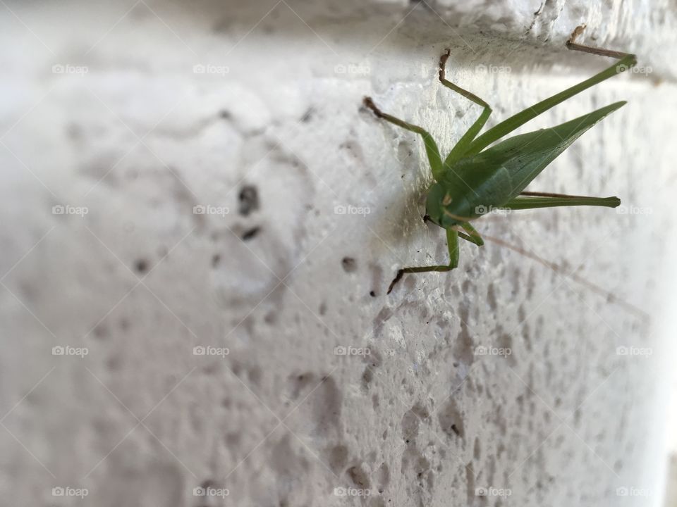 Green bug on a white wall 