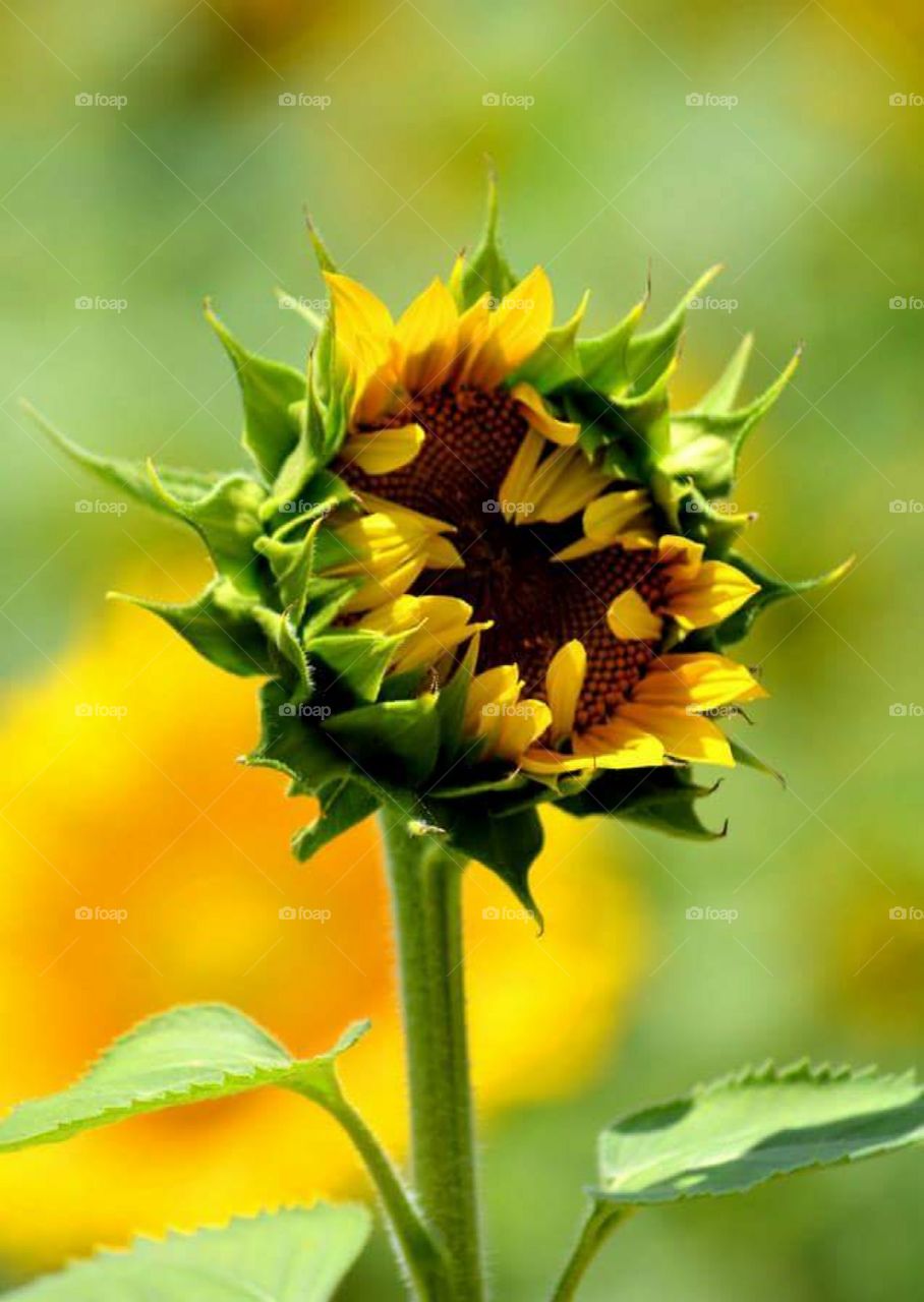 sunflower