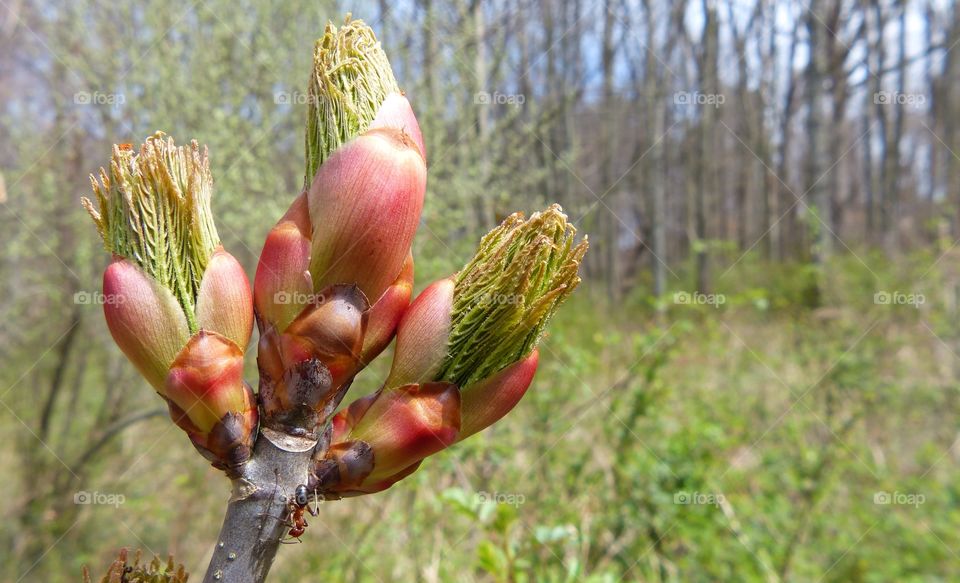 Close-up of leaves about to unfurl