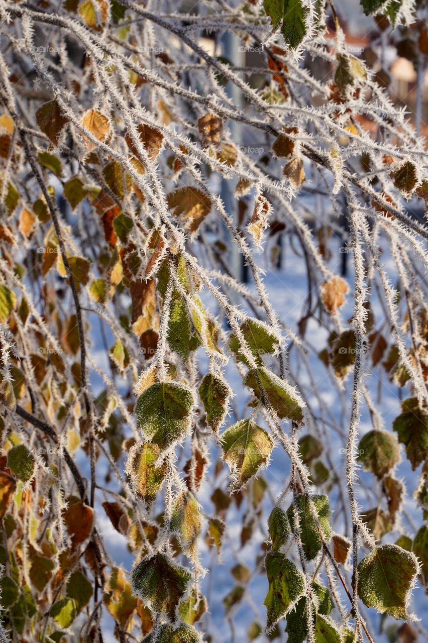 Leaves in frost