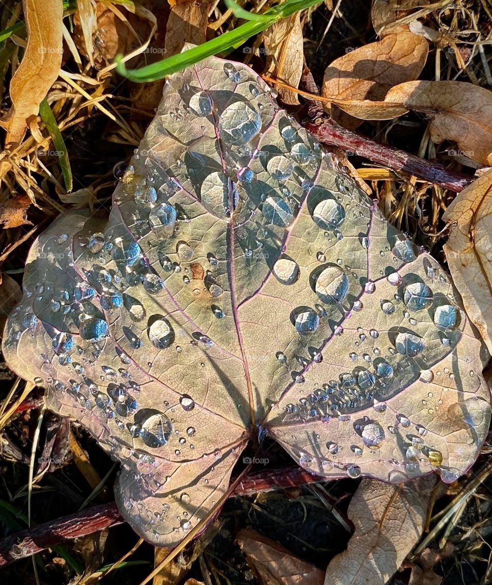 When dew drops glisten on a leaf