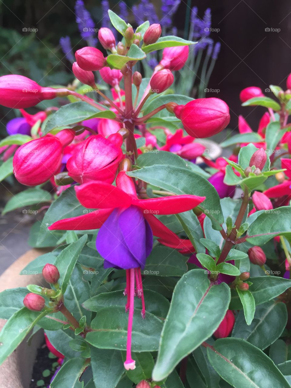 Fabulous Fuchsia
