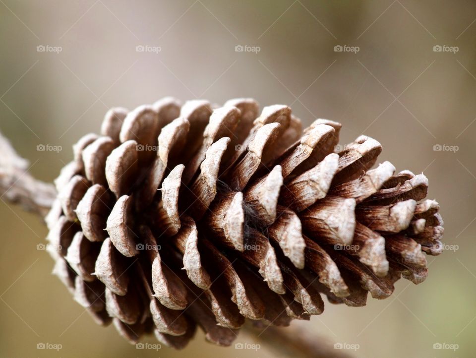 Extreme close-up of a pine cone