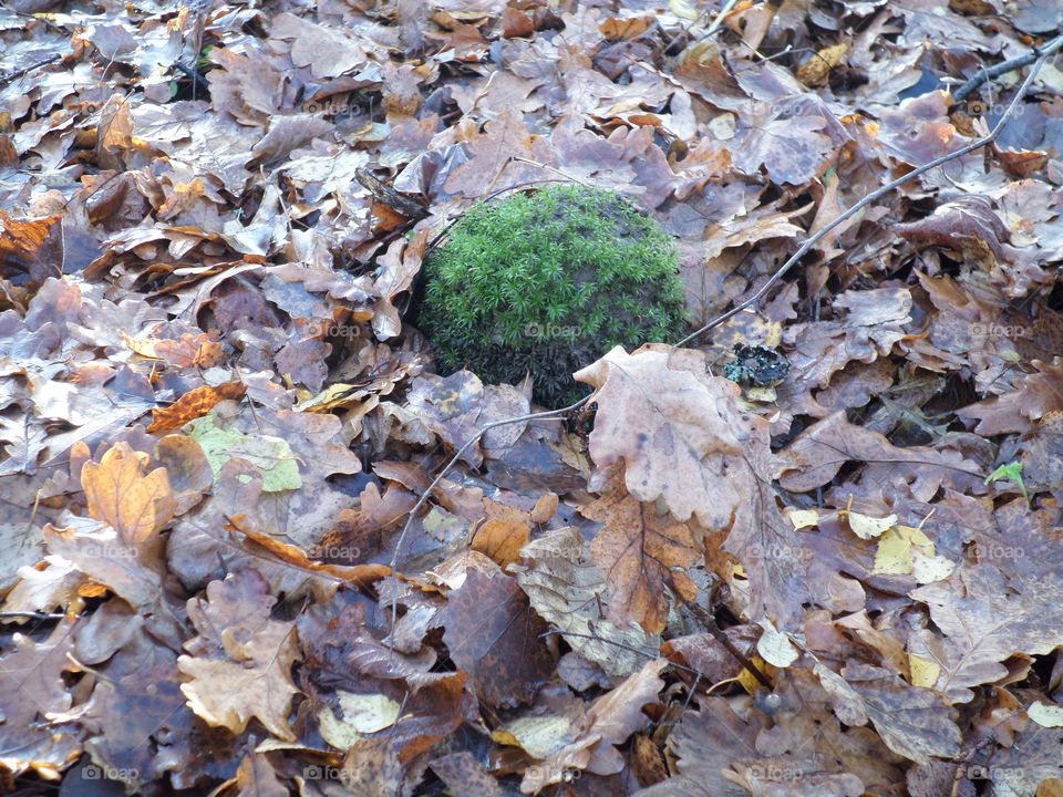 Leaf, Fall, Nature, Environment, Season