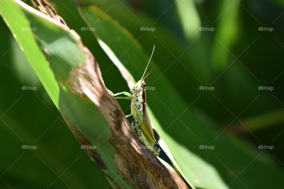 Grasshopper