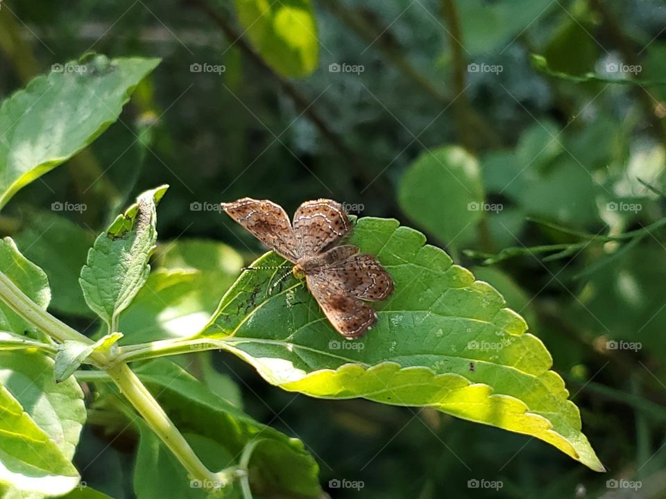 Fatal Metalmark butterfly