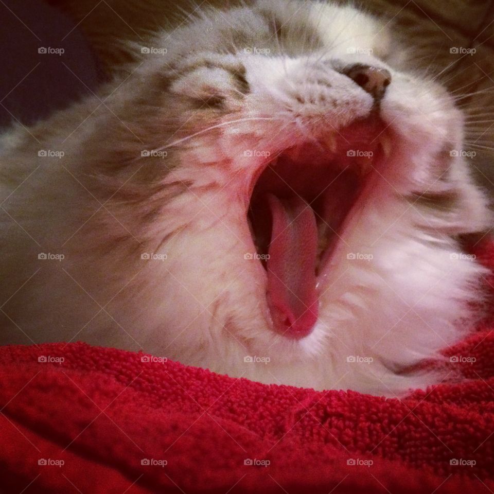 Leia yawning