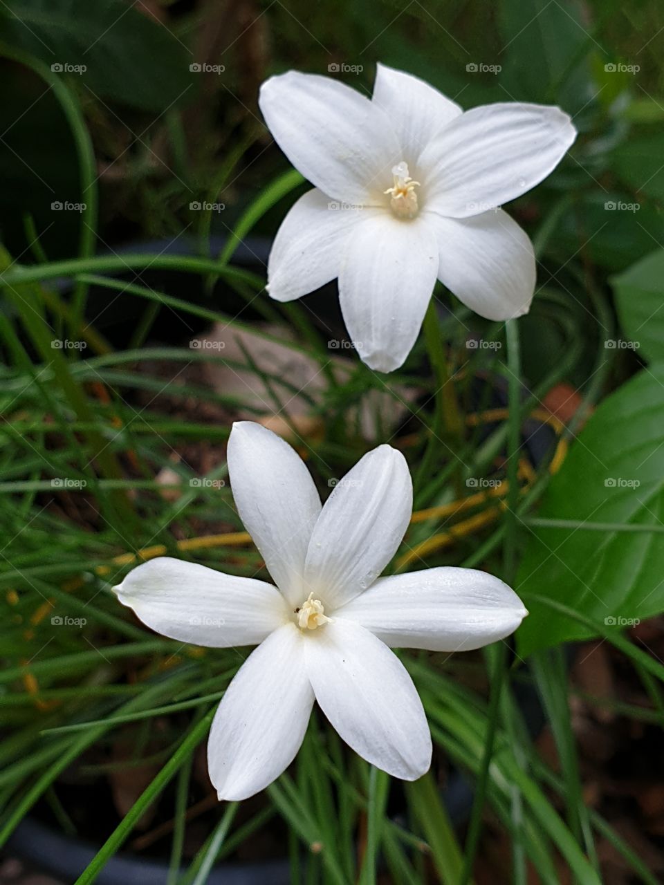 beautiful flowers in my garden