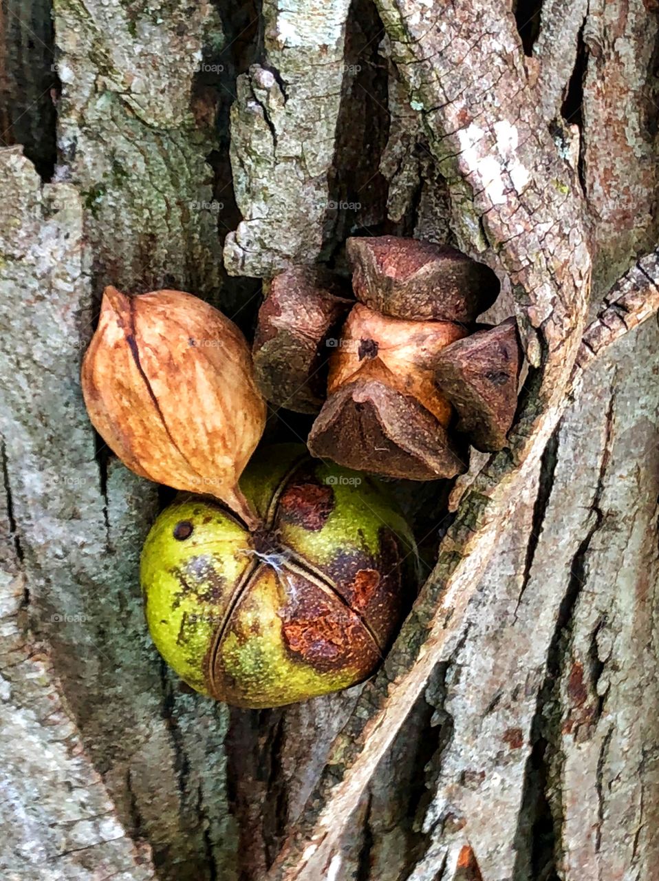 Shag bark hickory