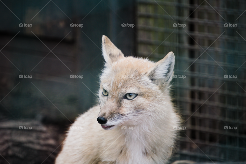 Corsac fox