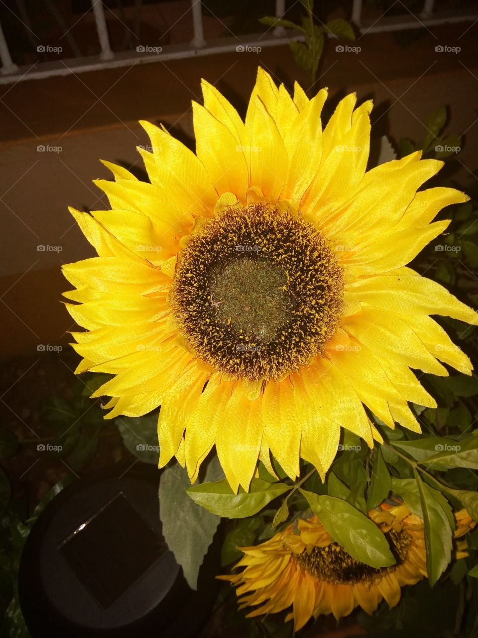 No Person, Nature, Sunflower, Summer, Leaf