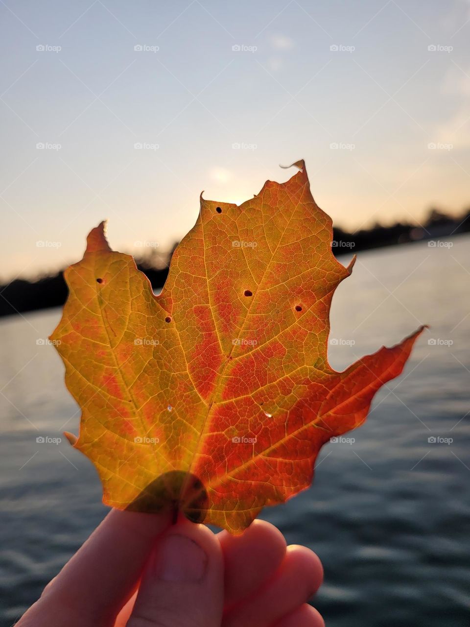 Fall Maple Leaf