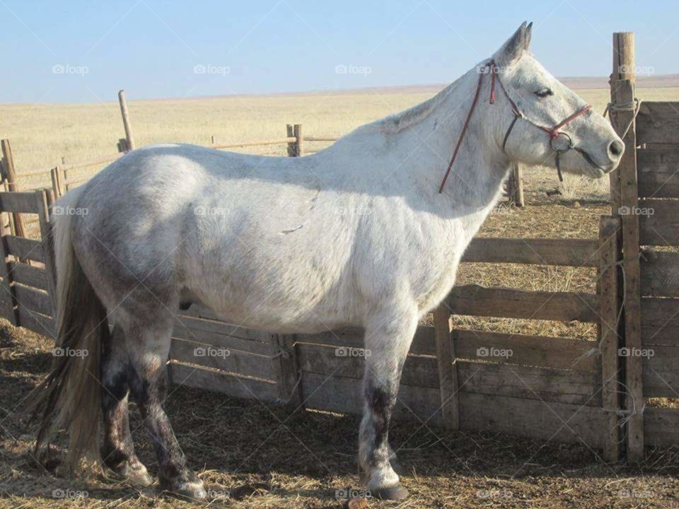 Mongol horse