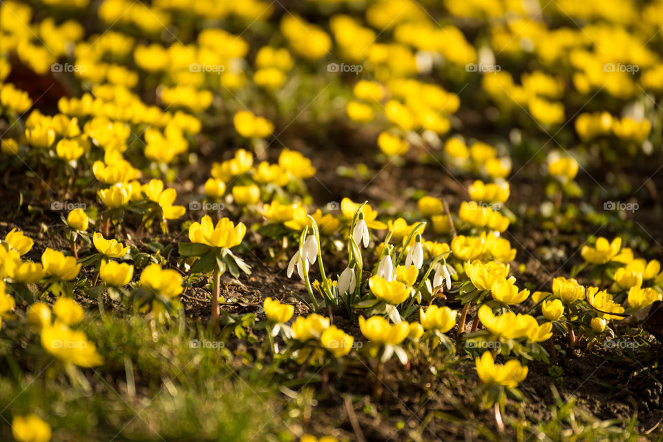 Nature, Flora, Flower, Grass, Garden