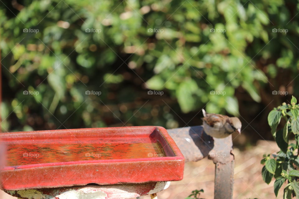 Tiny Sparrow about to take off from bird feeder 