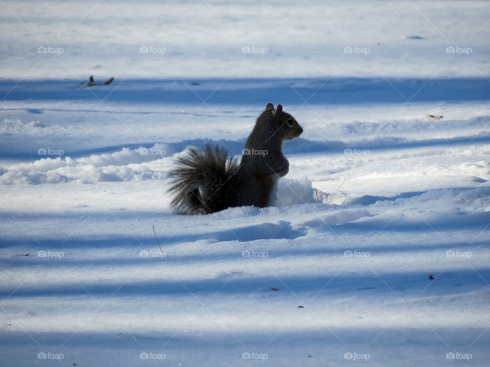 Snow fun