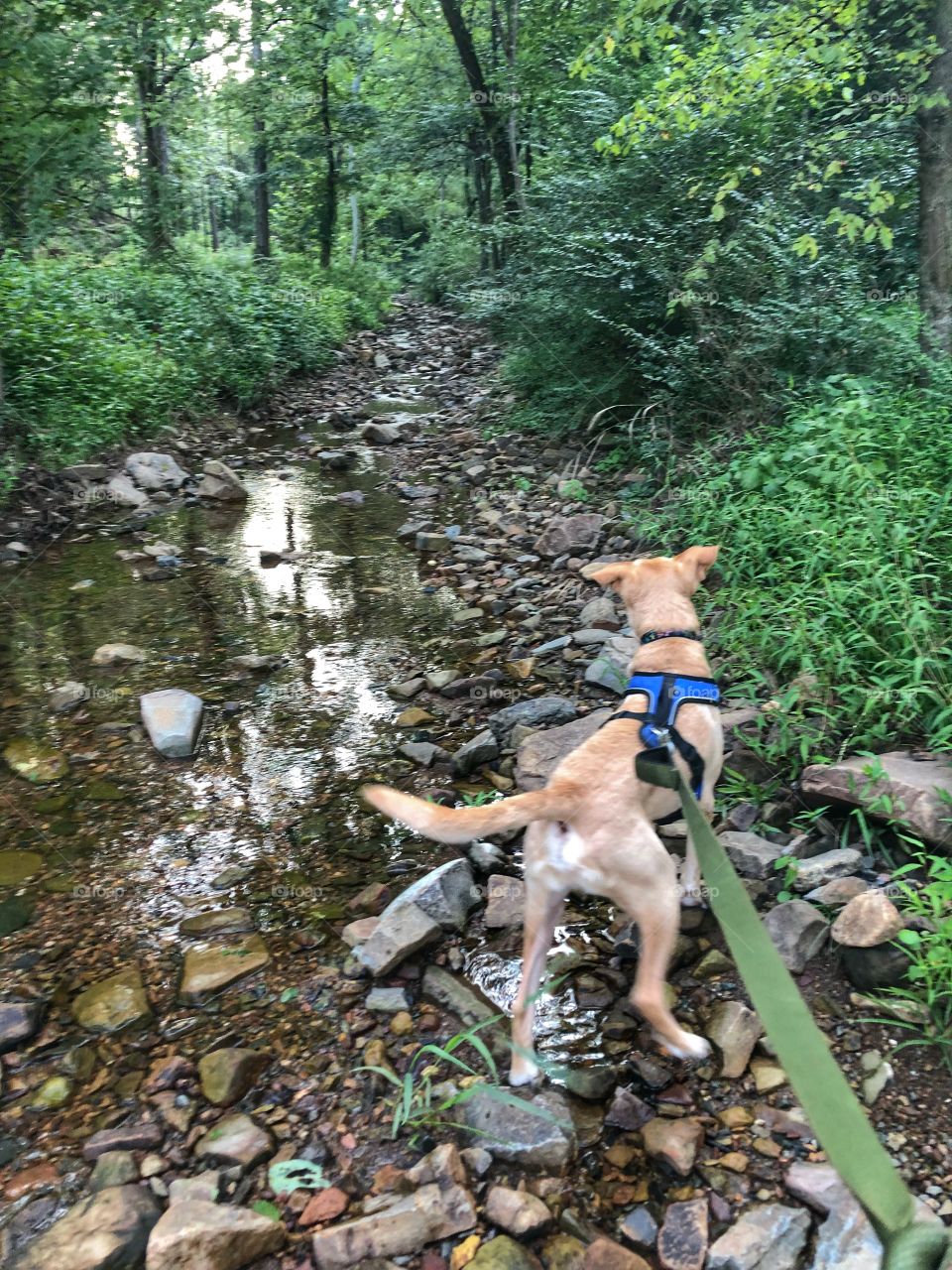 Rompin in the creek 