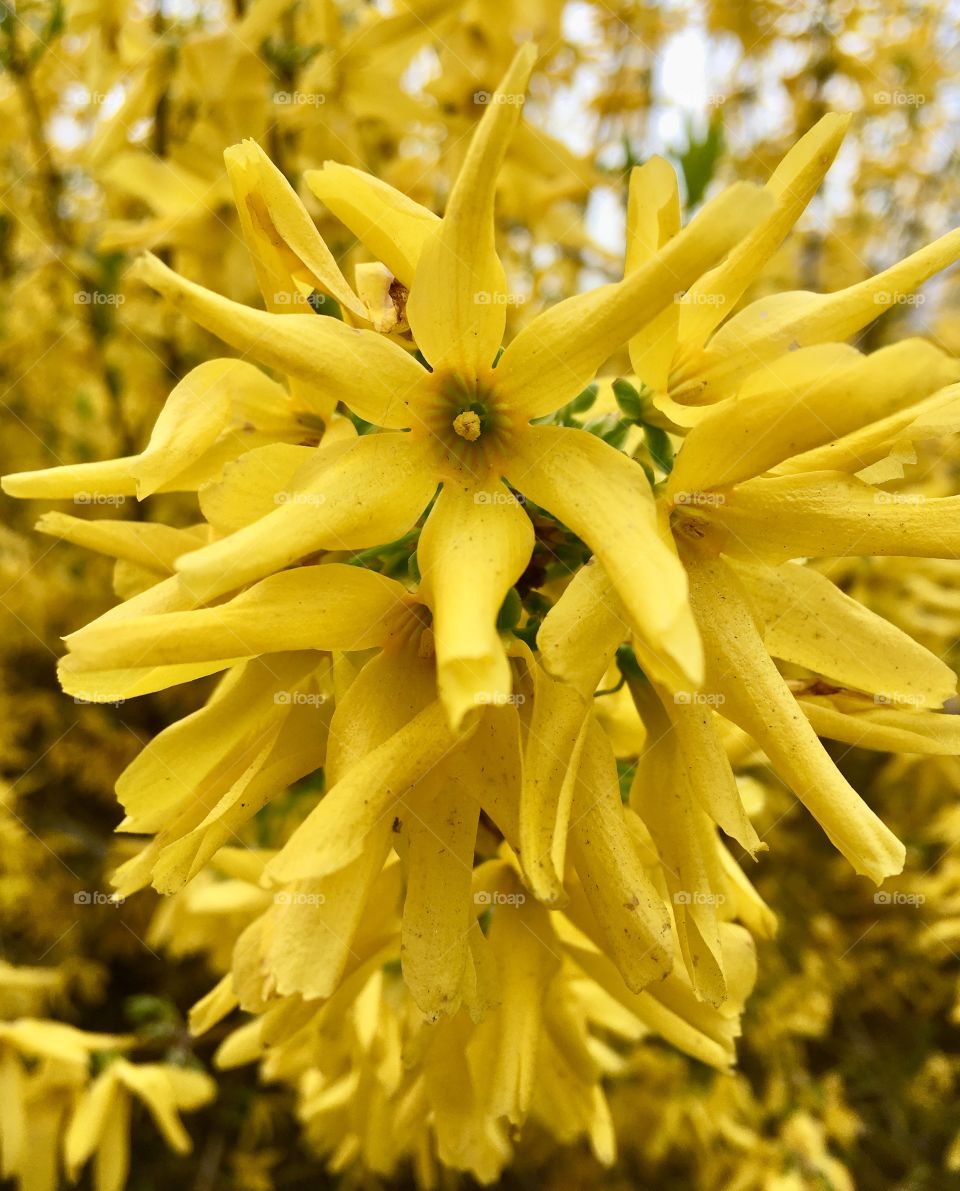 Stopped to take this pic in the spring of this forsythia Bush. 