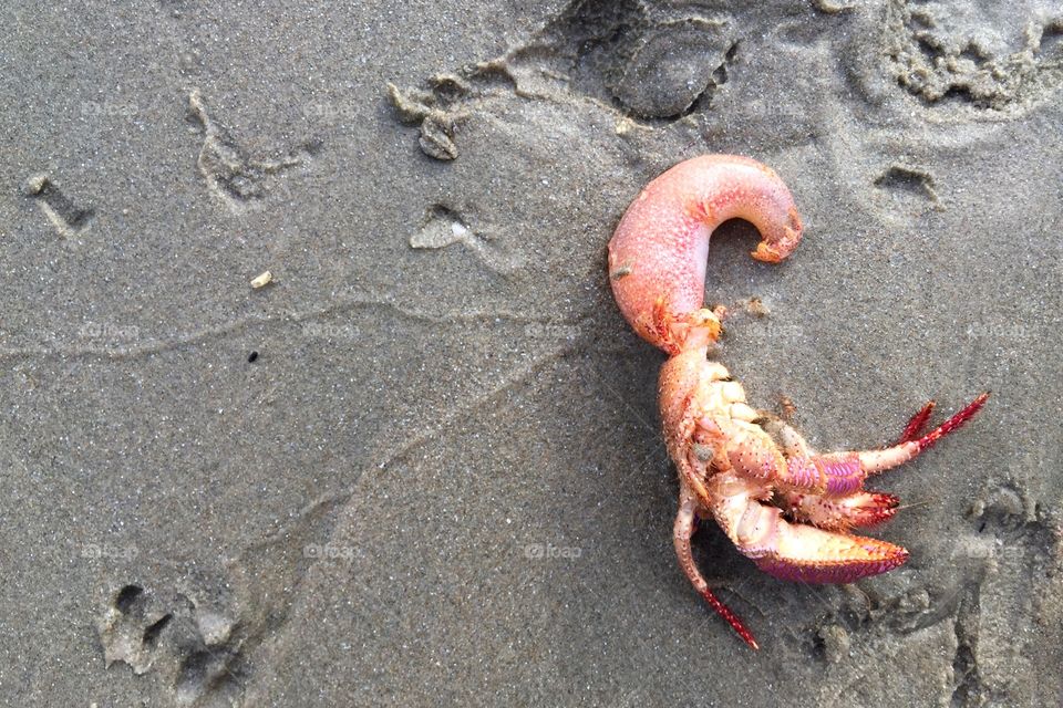 dead hermit crab 