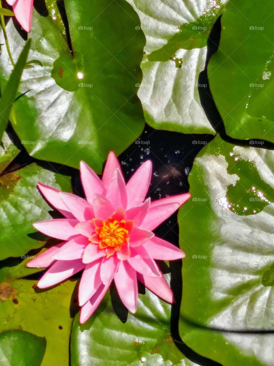 waterlily