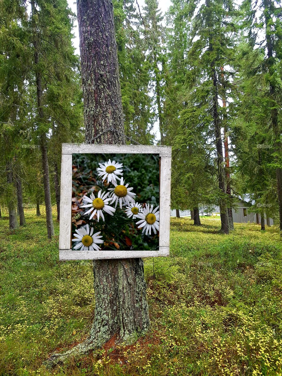 in the forest you can find something else