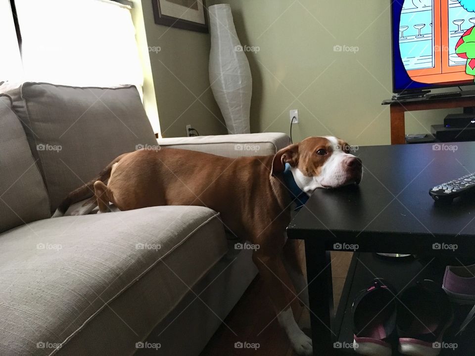 Red nose pitbull half on table half in couch 