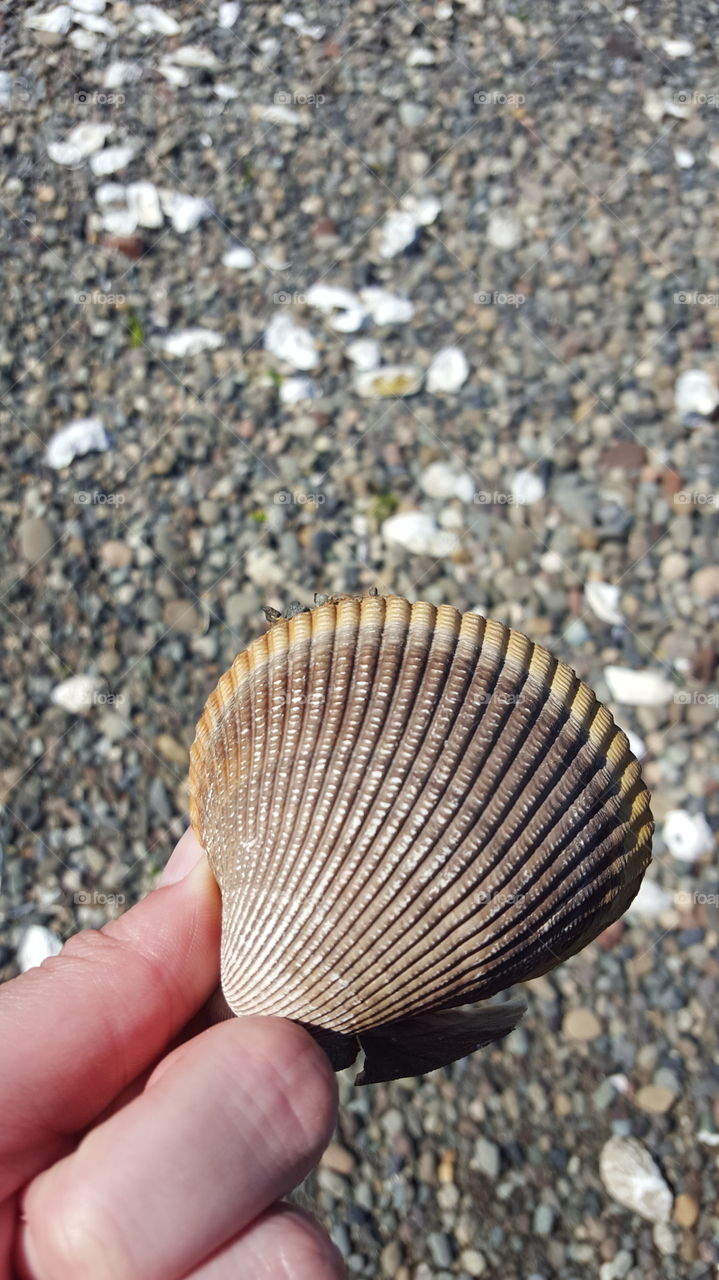 Sea Clam Shell