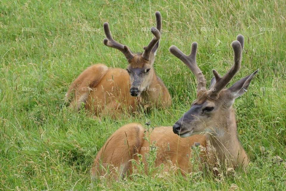 Cerfs de Virginie