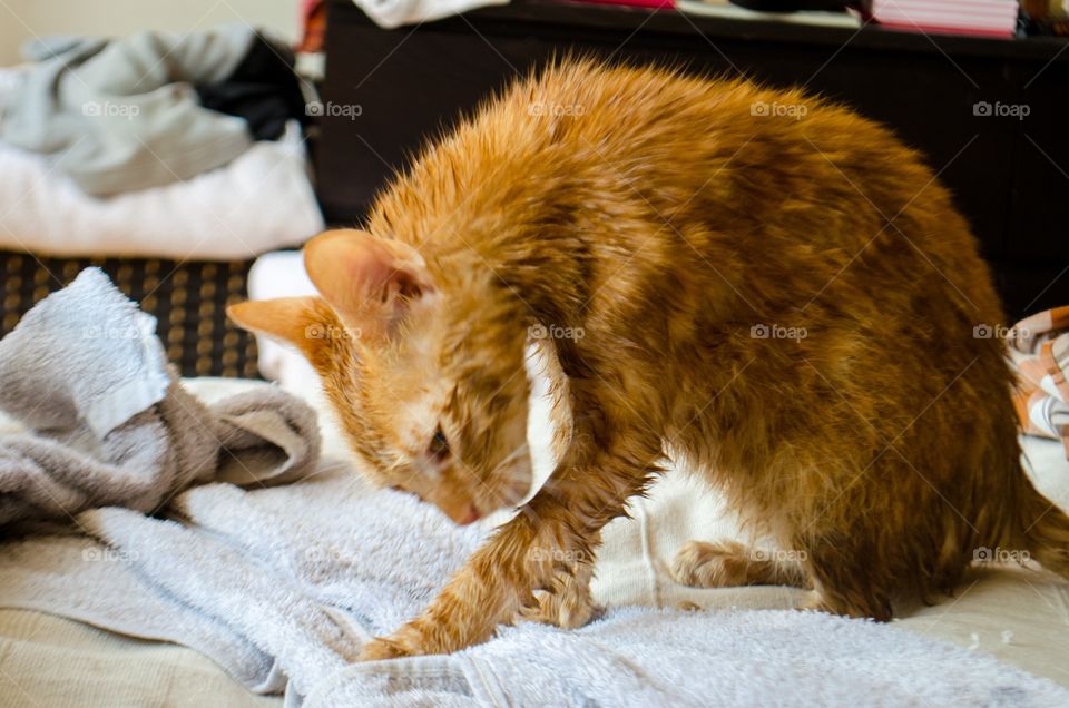 cat cleaning itself after a bath