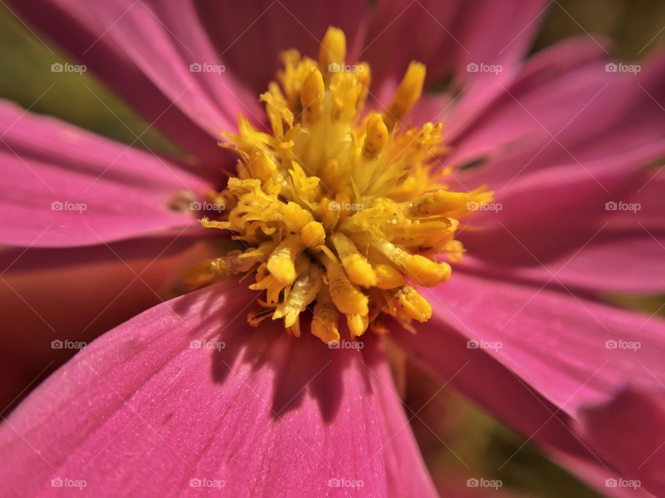 Colorful poppy on a cool fall morning.