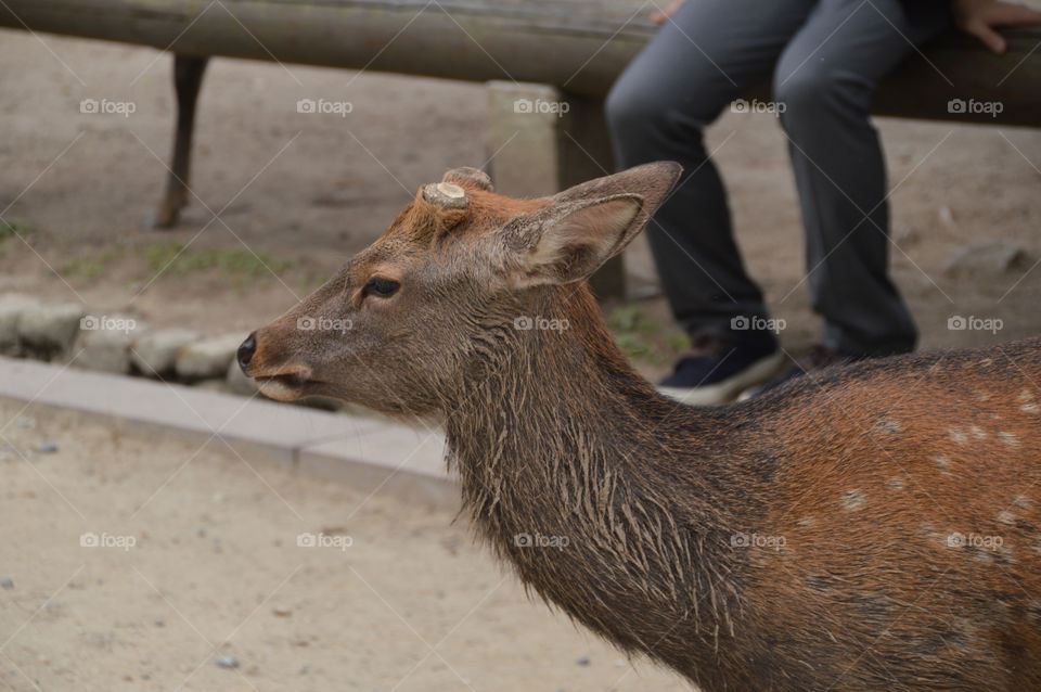 Japanese Deer With No Horns