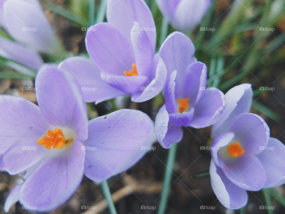  Crocus flower spring blossom 