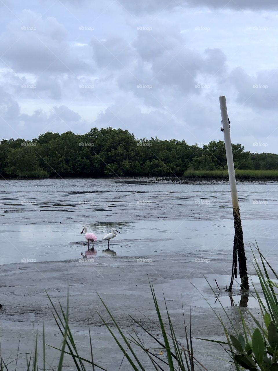 Roseate spoonbill and snowy egret in the mud bayou at low tide