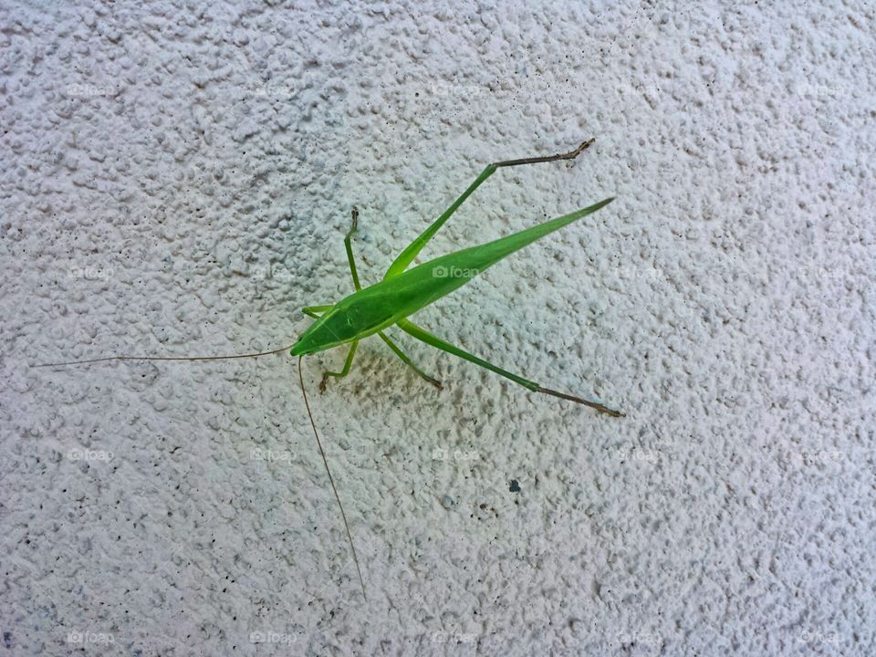 katydid