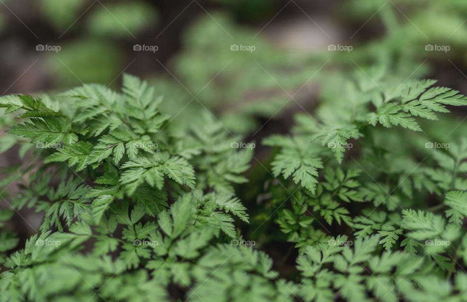 Green plants in the forest 