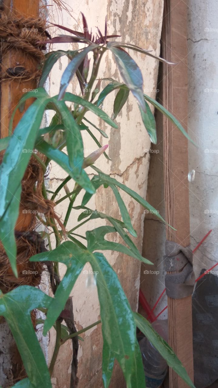 fell on the water drop