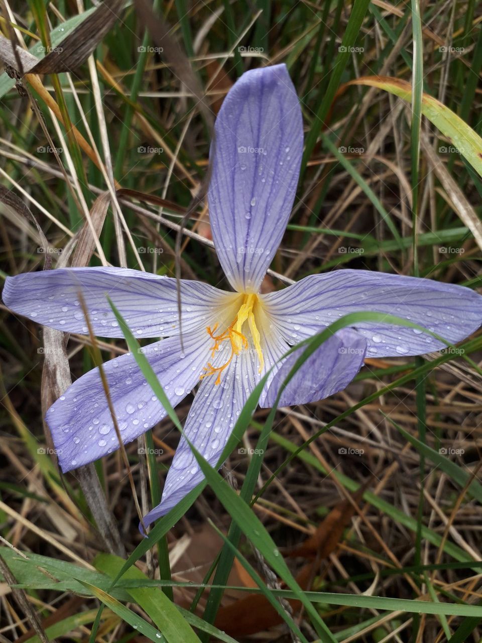 Lilac crocus after rain