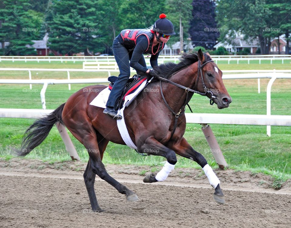 Point of Entry. Phipps stakes winning champion Point of Entry, shown here on the Oklahoma training track at Horse Haven in Saratoga. 