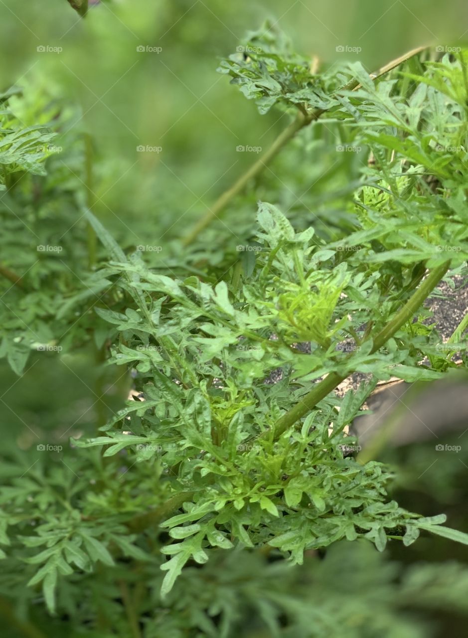 Green angel in action 