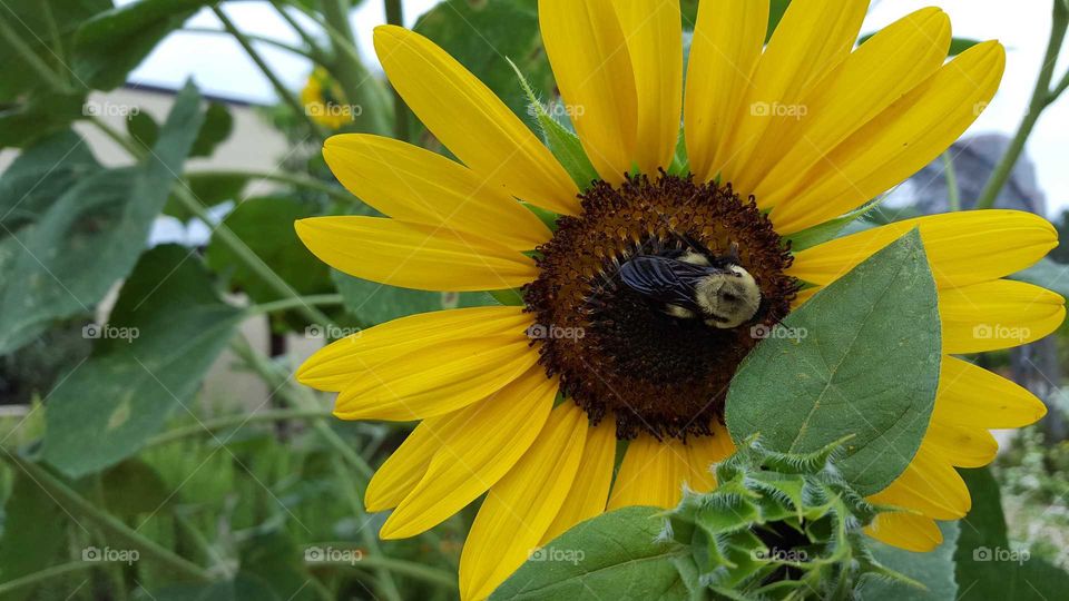 sunflower love