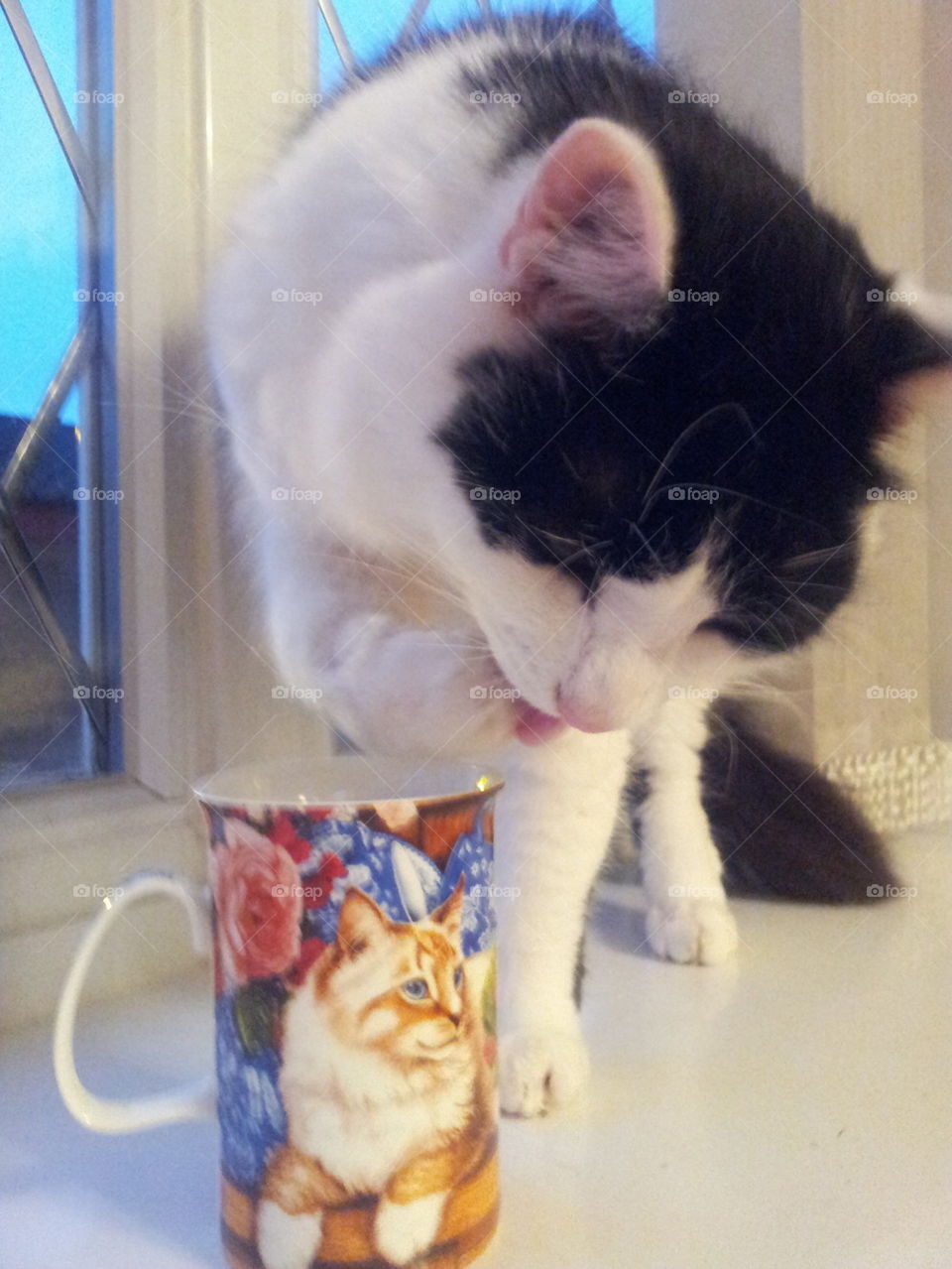 tea time for kitty