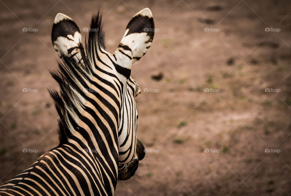 Zebra