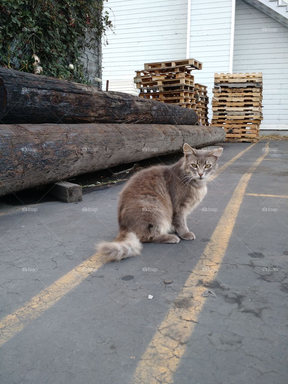 Harbor Alley Cat. Fort Bragg