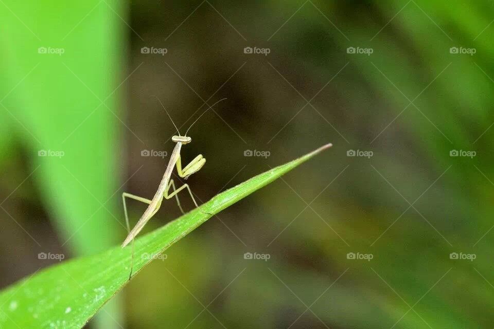 Preying mantis 