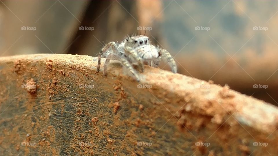 Nature, Animal, Wildlife, Closeup, Insect