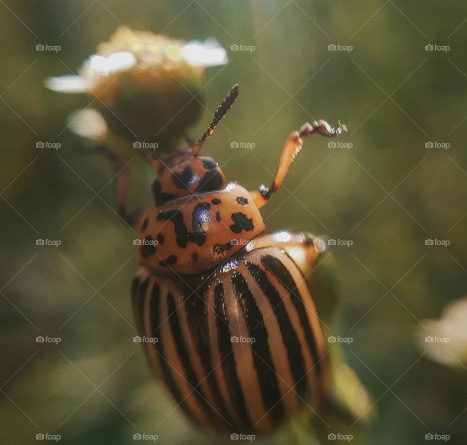 A Colorado beetle sits on the grass at sunset